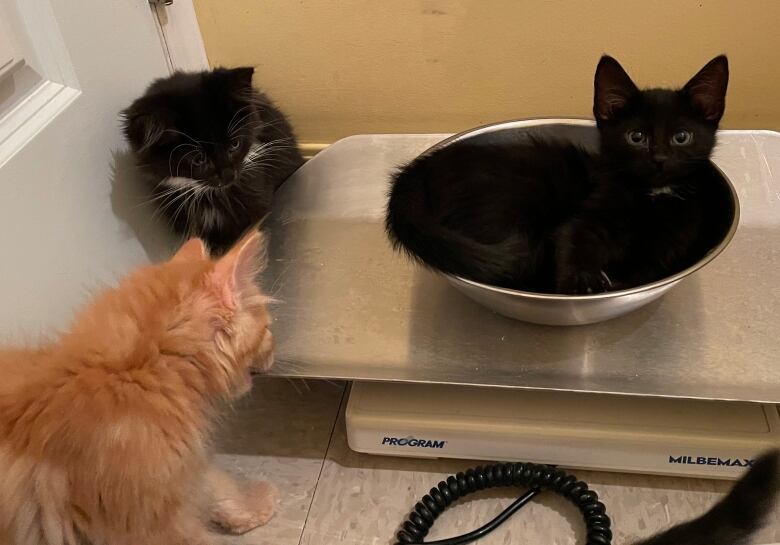 A kitten sits on a scale while two others look on.