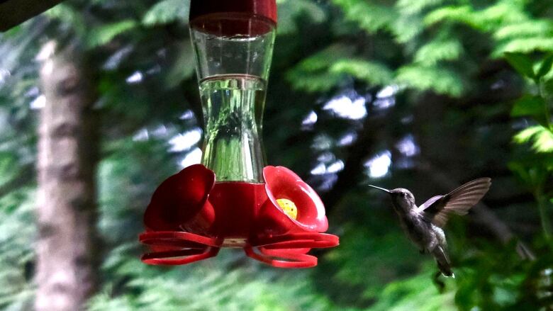 A hummingbird is shown at a feeder, against a backdrop of green foliage.