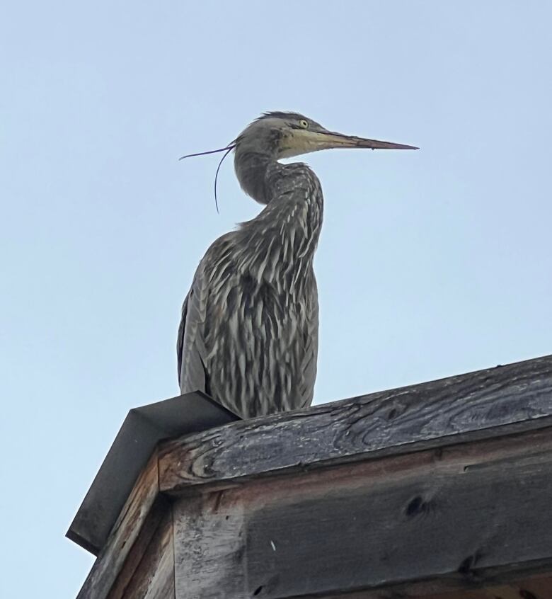 A great blue heron is seen on a peaked roof, with light blue sky in the background.