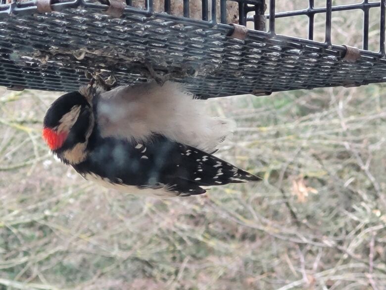 A downy woodpecker, with a white belly and a red spot on its head, hangs upside down from a wire structure.