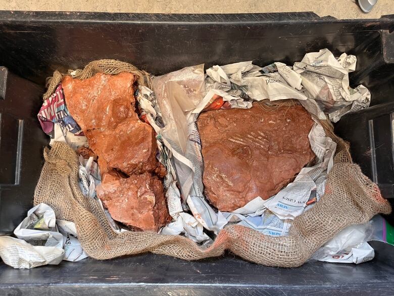 Two large pieces of brown fossil that had been wrapped in newsprint and burlap.