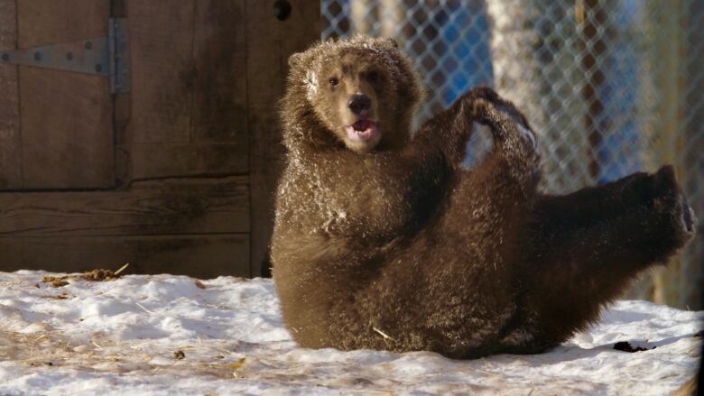 A large grizzly cub looks directly at the camera. She's sitting on snow and holding her leg up with her paw.