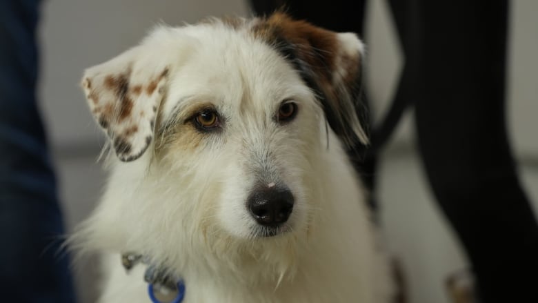 A fluffy white dog with floppy ears, one is covered in spots while the other is a solid colour brown.