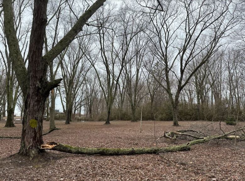 Tree limb lies at the foot of its former tree.