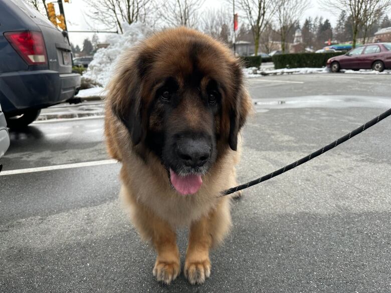 A big brown dog stares into the camera