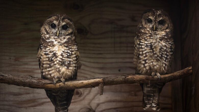 Two northern spotted owls stand on a branch inside a cage.