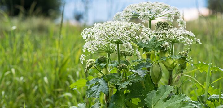 The Invasive Species Council of B.C. says hogweed should be removed from properties where people are growing it as an ornamental plant and done so by professionals.