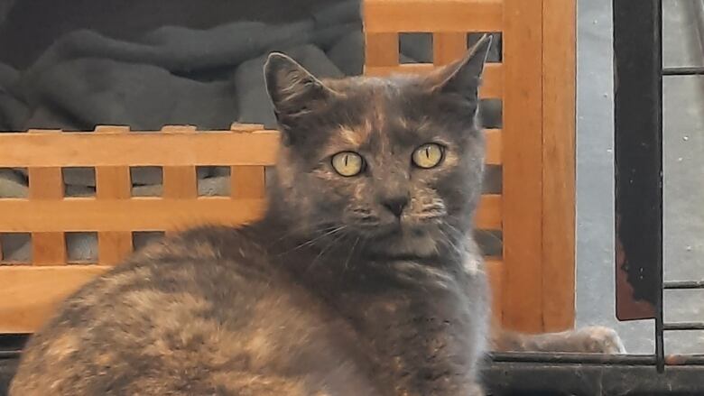  A dilute tortoiseshell cat lounges in front of its cat house.