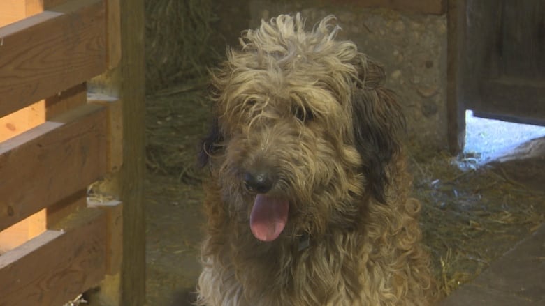 A brown or golden coloured dog sitting in a barn with its tongue out.