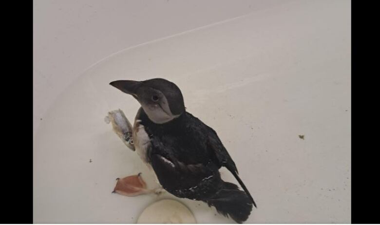 small Atlantic puffin in bathtub with fish head floating around