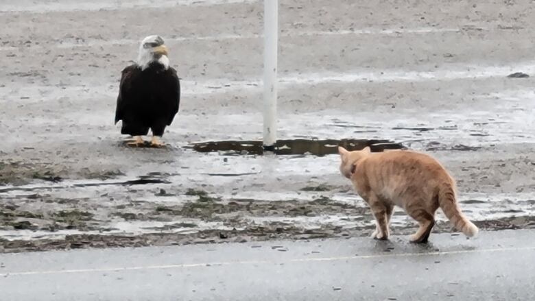 A bald eagle stares down an orange tabby creeping up on him near a mud puddle on a sports field.