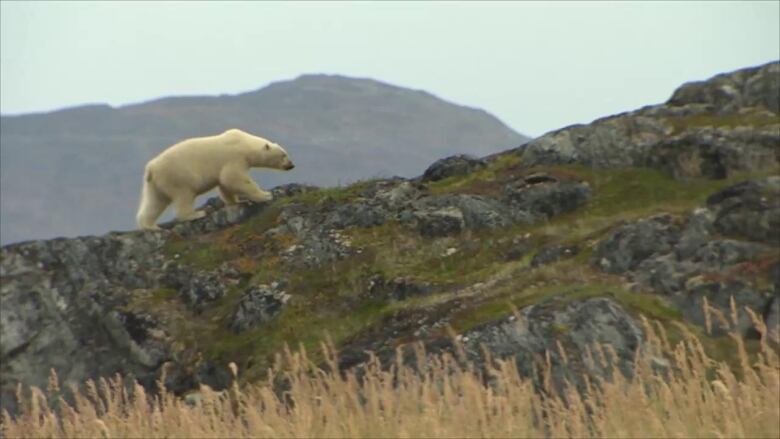 A polar bear walks up a a mountainous green incline.