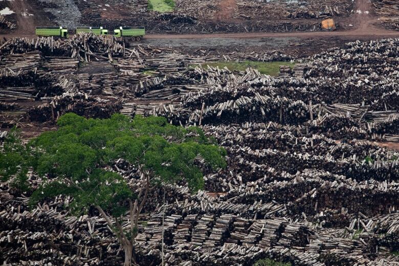 An aerial view of stacks of timber is shown, with three green trucks lined up at the top of the frame.