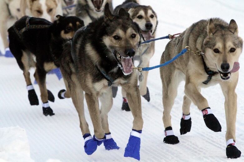 A team of sled dogs runs down a snowy trail.