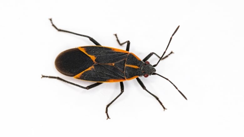 Boxelder bugs get their name from the tree of the same name. When the weather turns cold, the black and red bugs like to come inside to spend the winter