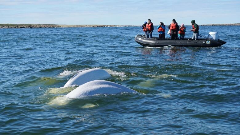 Beluga whales breach the surface of the ocean off the coast of Hudson Bay.