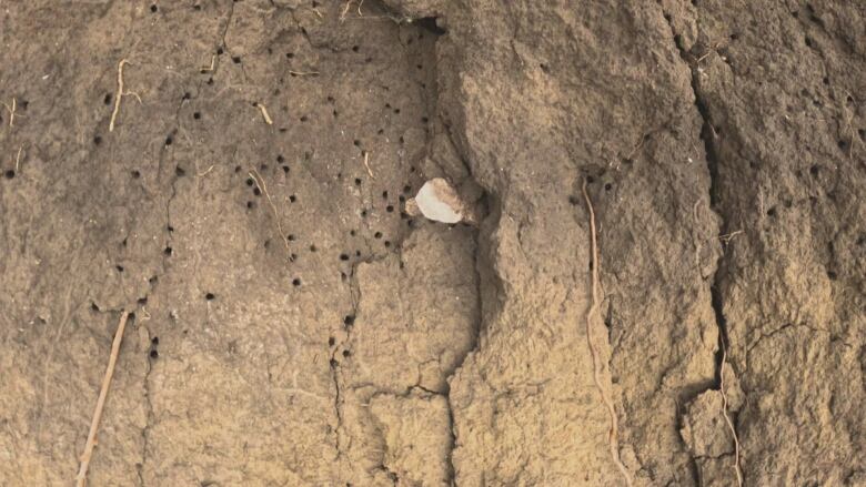 A piece of white bone protrudes out of a hill slant.