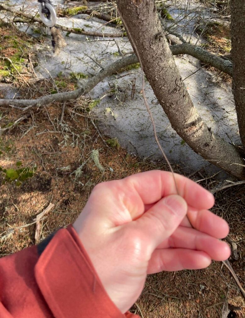 A hand holding a rusty wire attached to a tree