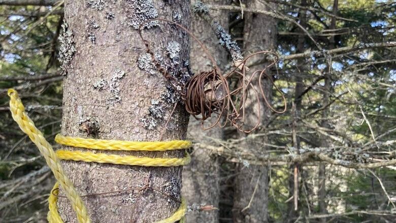 Wire and yellow nylon rope wrapped around a tree