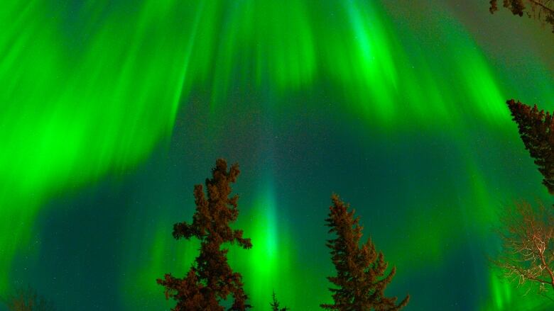 Northern lights over trees.