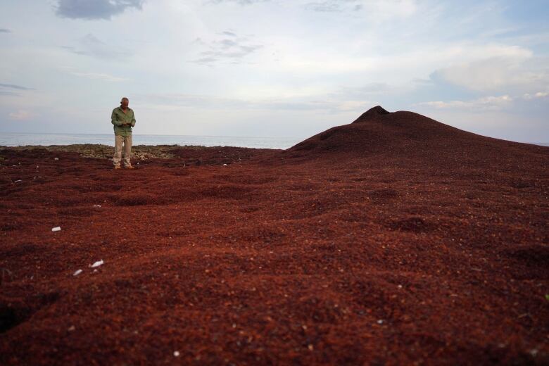 A man stands on brown mounds of sargassum on a beach.