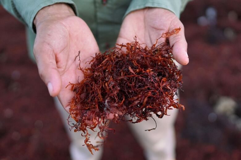 Hands are cupped showing a mound of leafy, brown sargassum