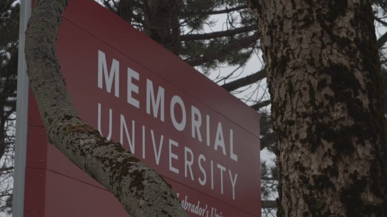 A red sign for Memorial University is in the background. A tree obscures part of the sign. 