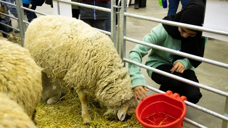 A woman bends down to pet a sheep.