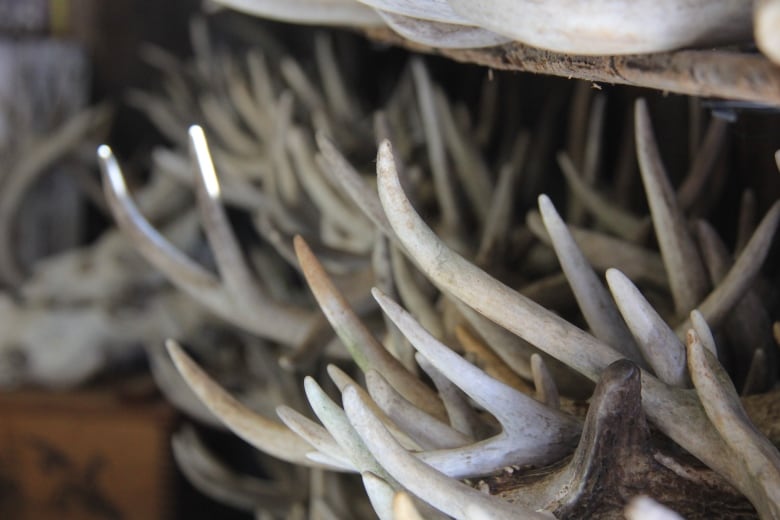 A vast collection of deer antlers 