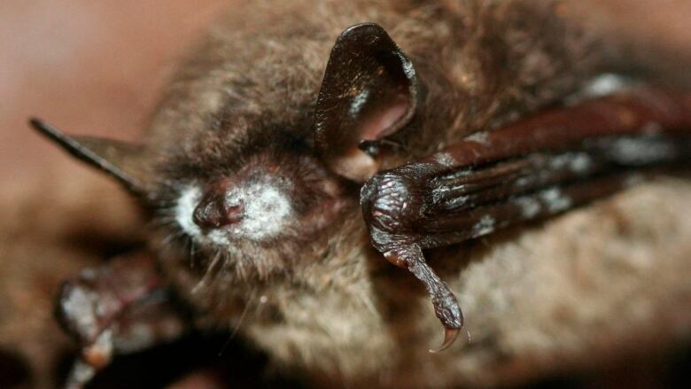 A brown bat with a white fuzzy nose is pictured.