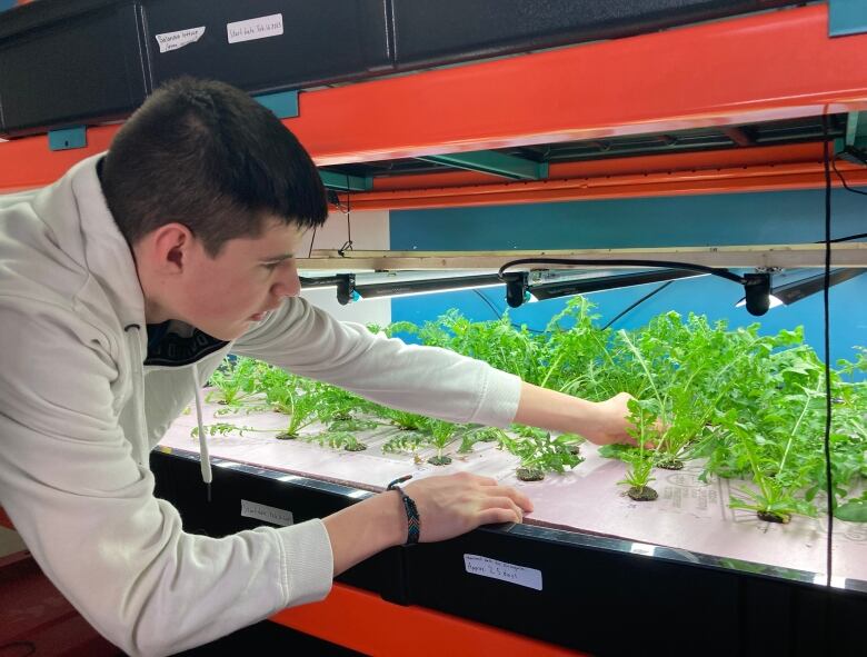 A teenager wearing a hooded sweatshirt leans into a tray where dozens of small plants are growing under special lights. 