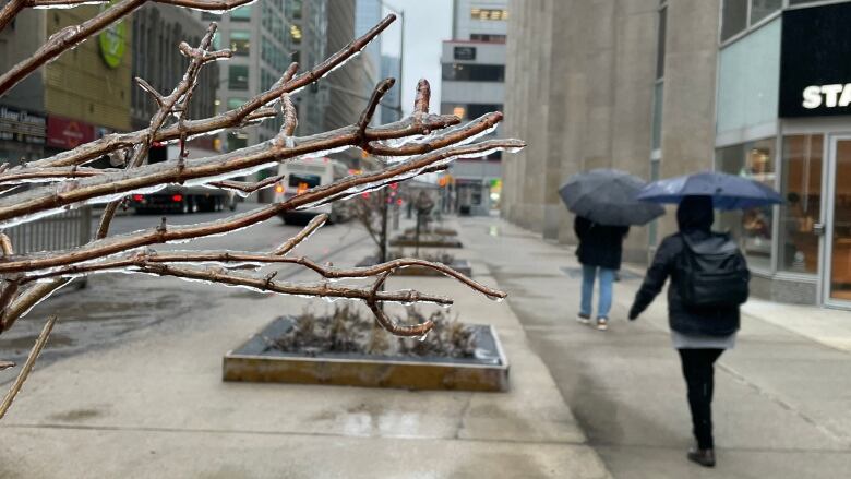 People walk on a city street as freezing rain falls, coating a tree branch.