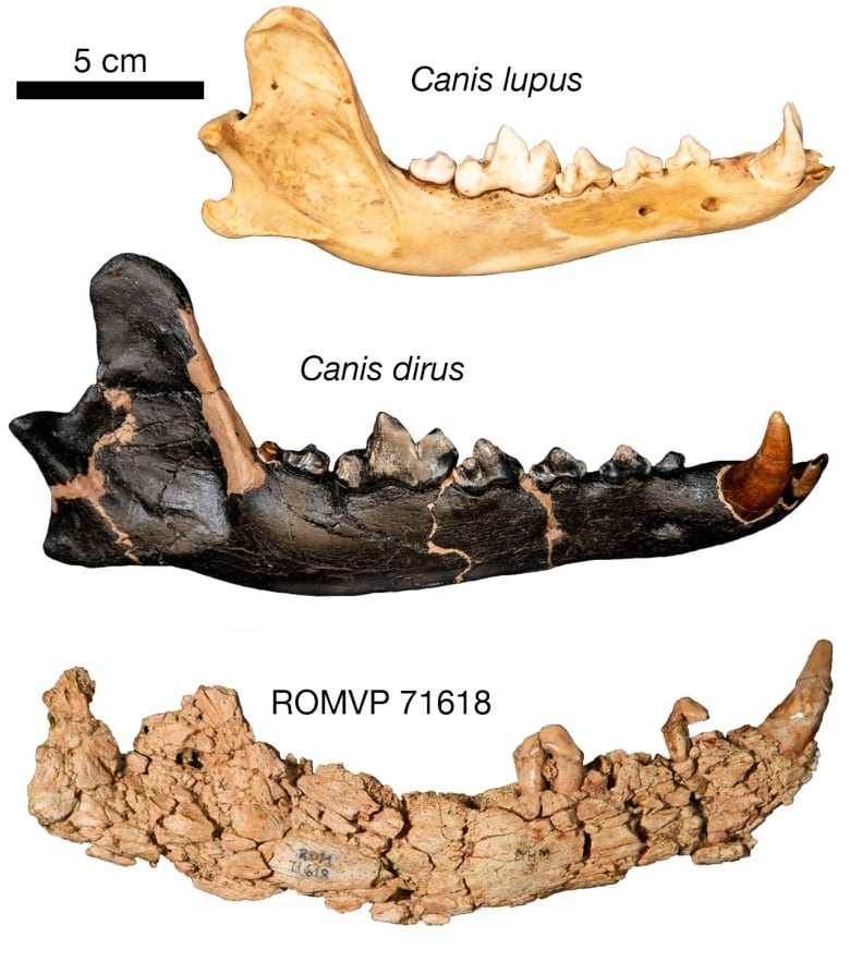 Three fossil lower jaws of wolves