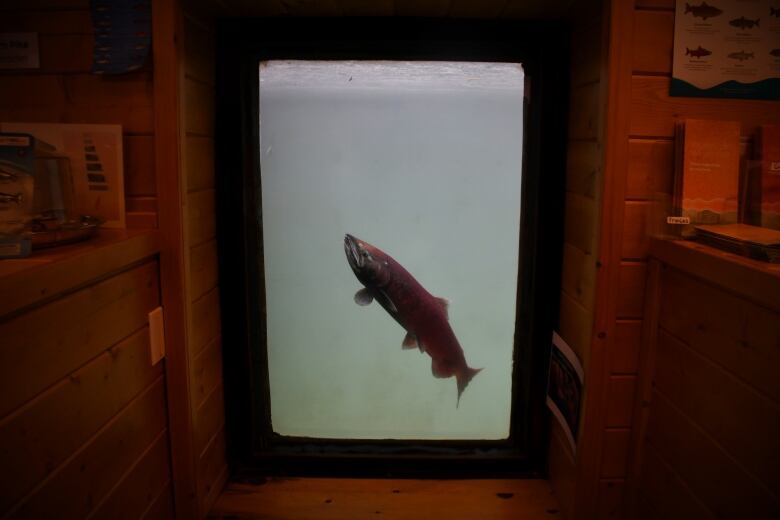 A dark red fish in grey-green water seen through a window surrounded by wood walls.