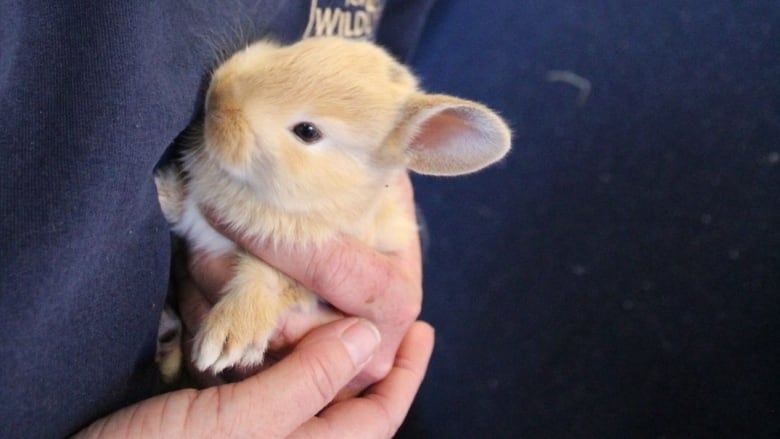 A person looks down at a small blond bunny in their hands.