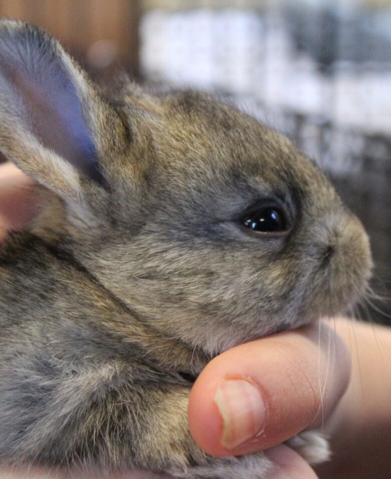 A small, brown bunny is held by a hand.