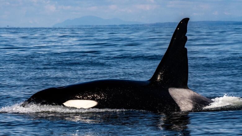 An orca with a jagged dorsal fin swims in the ocean.