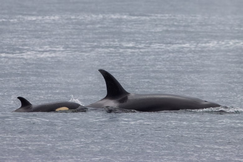 A baby orca and its mother swim in the ocean. 