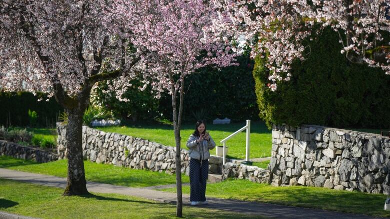 A woman checks her phone after posing for photographs under a canopy of cherry blossom trees. She is in shadow, with pink flowers above her.