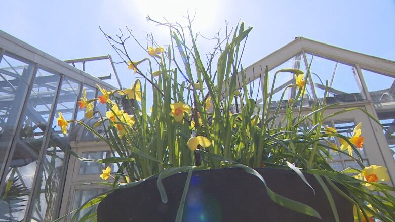 A greenhouse and flowers seen from a low angle, the sun is shining at the top of the frame. 