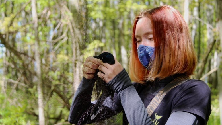 Woman works to disentangle black bird from net. 