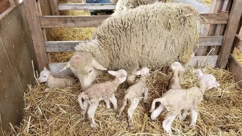 Four lambs nurse from their mother in a stable with hay as bedding while a fifth lamb looks away.