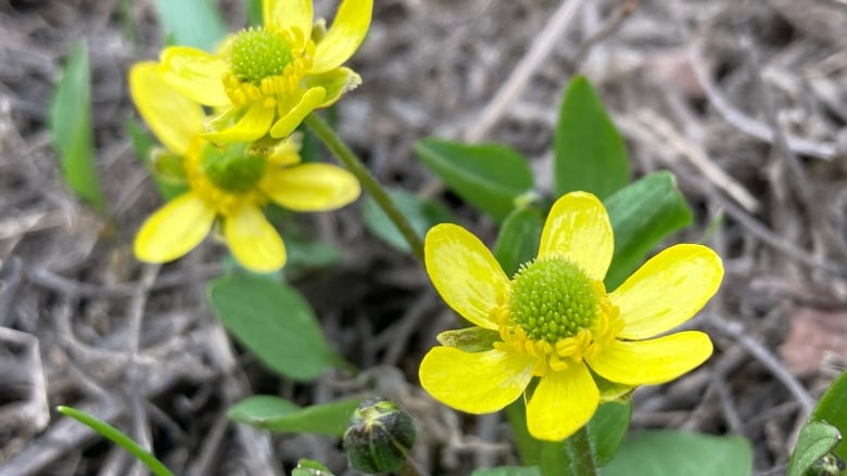 Two yellow flowers