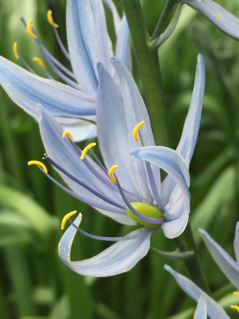 A pale blue flower 