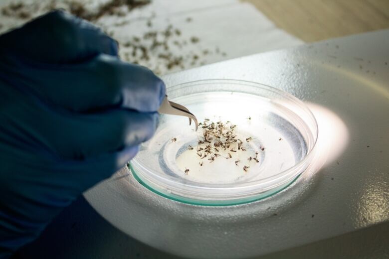 A hand with tongs and mosquitos in a lab dish.