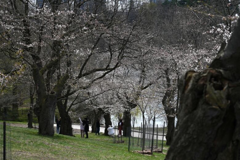 People in a park take photos of cherry blossom trees.