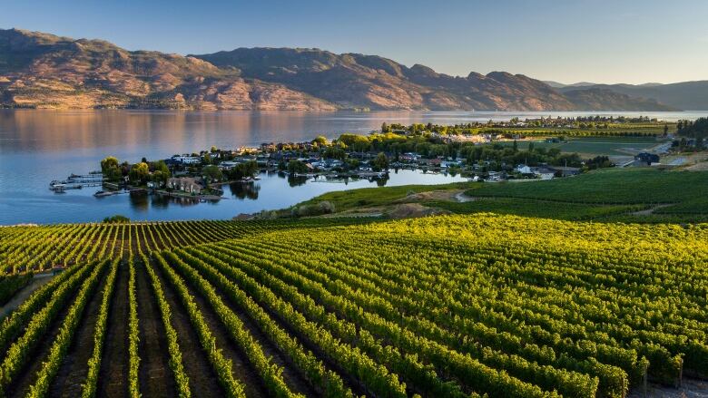 A view of a vineyard looking towards Okanagan Lake with mountains in the background. 