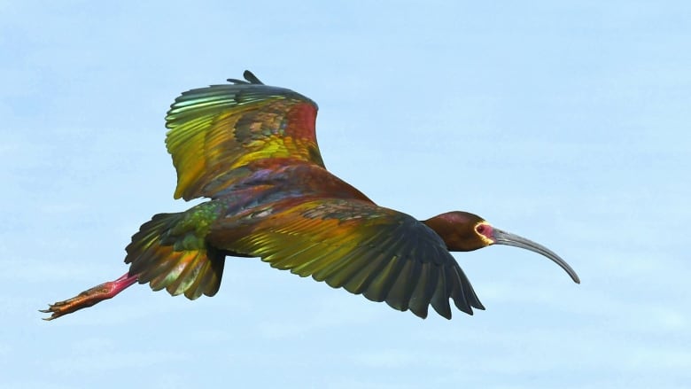 A bird with shiny green feathers and a long, curved beak flies above blue water. 