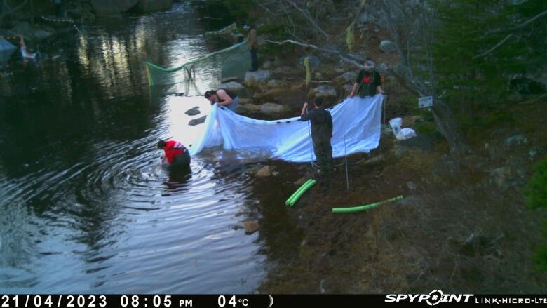 Four people by a bed of water with nets.