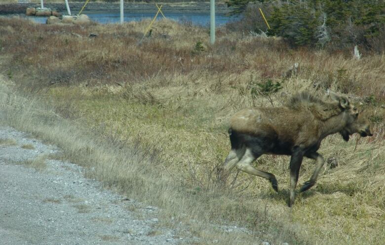 A young moose running into the woods.